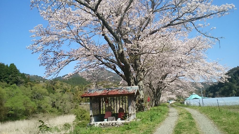 桜